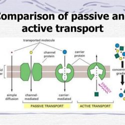 Venn passive osmosis diffusion